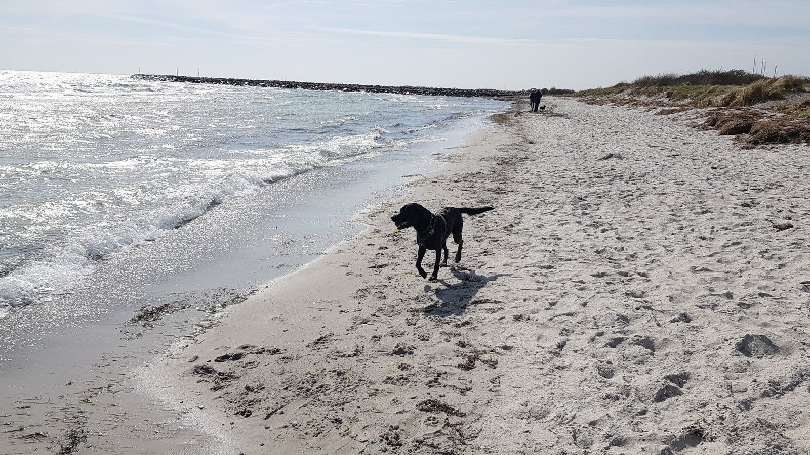 Schwarzer Hund läuft an einem Sandstrand an der Ostsee